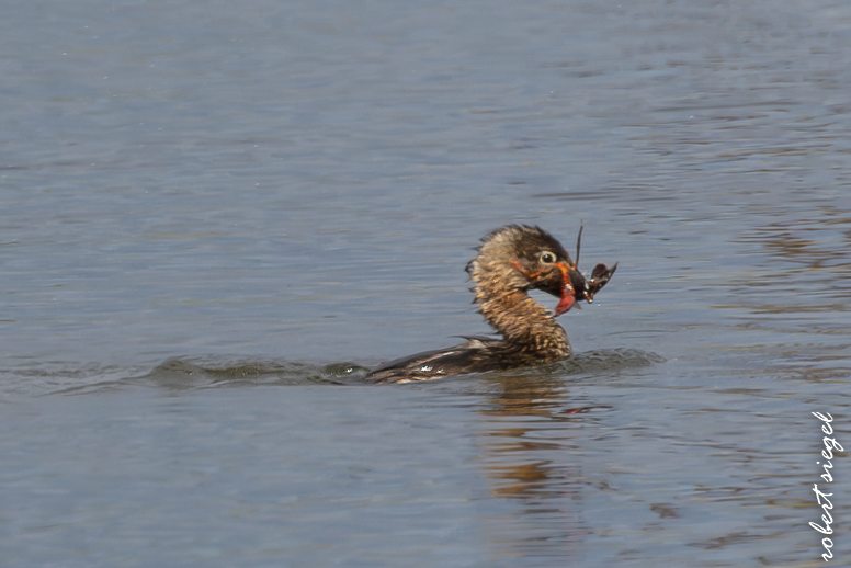 emily renzel wetlands 2025